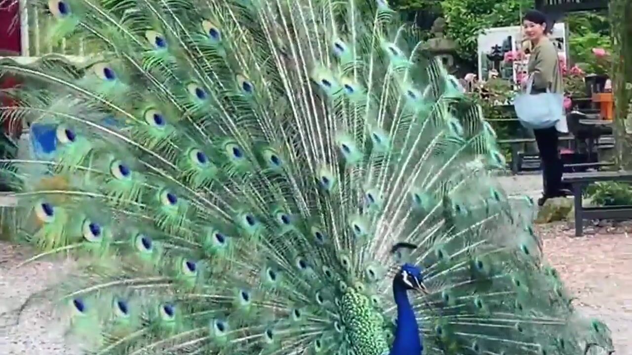 普愿禅寺迎来新成员-孔雀