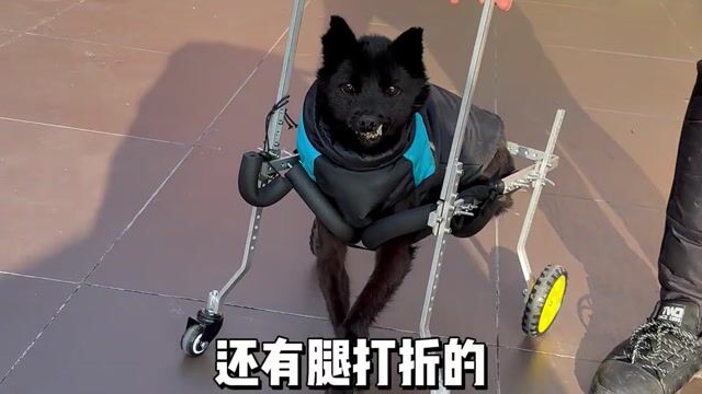 宠物问答，宠物在寺庙的生活状态——真严法师