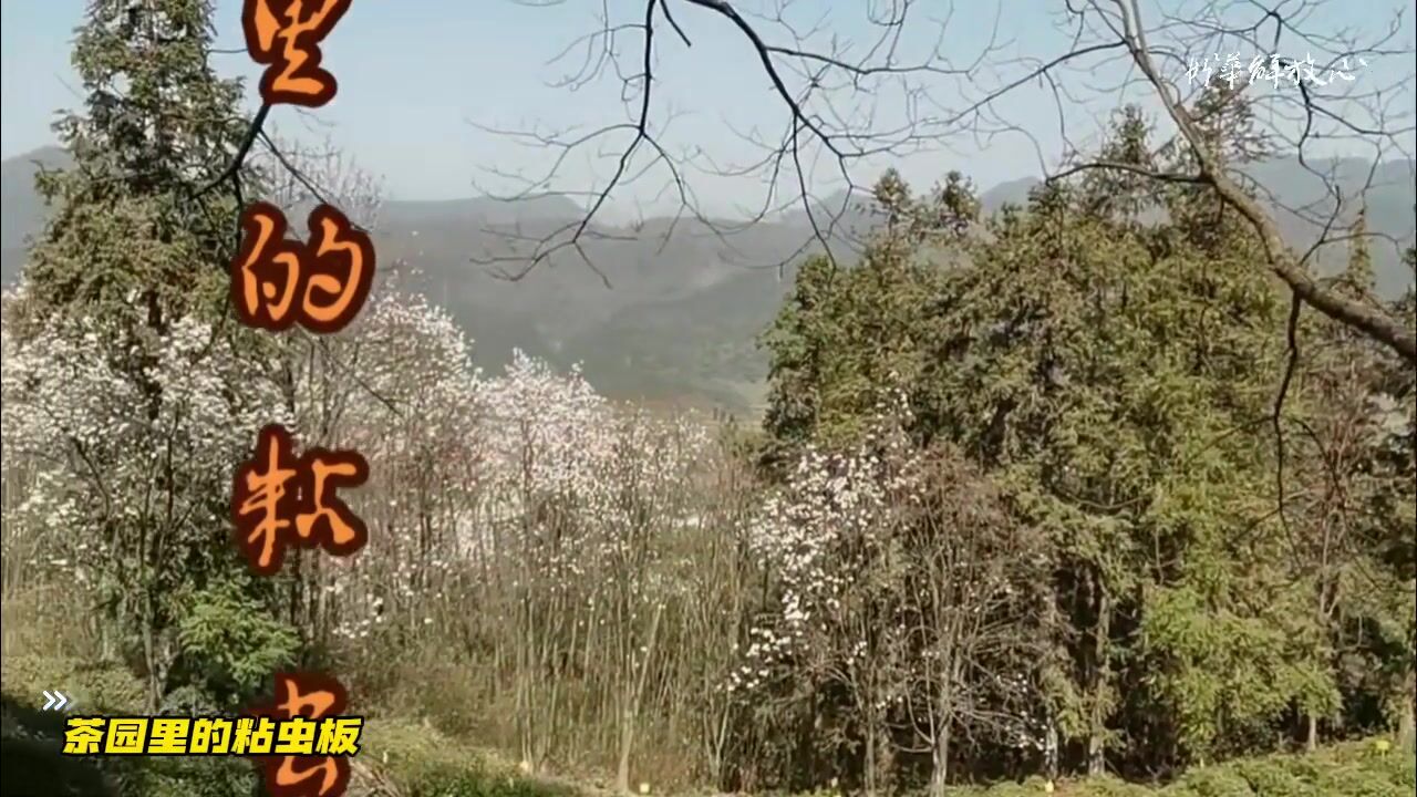 茶园里的粘虫板