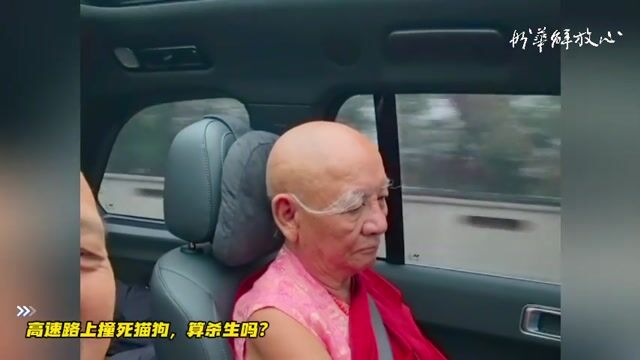 高速路上撞死猫狗，算杀生吗？