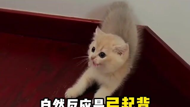 科普-猫咪为什么会弓背？——真严法师