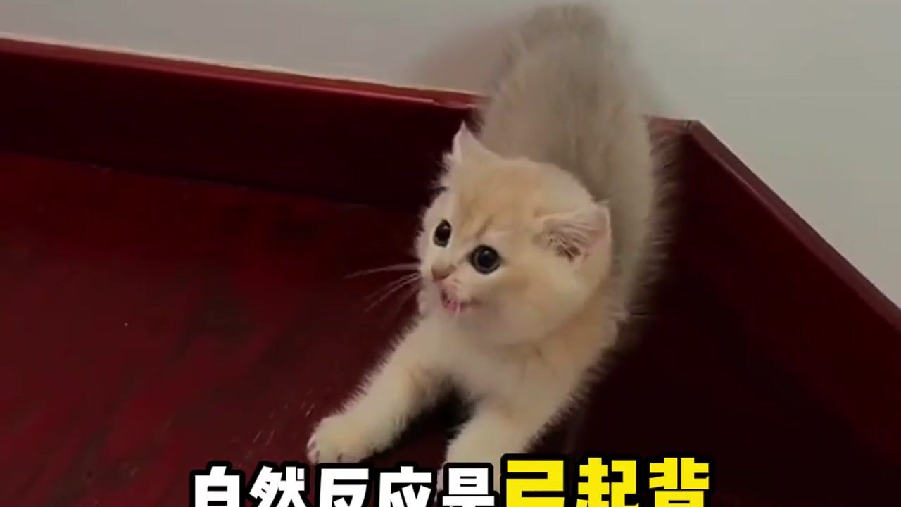 科普-猫咪为什么会弓背？——真严法师