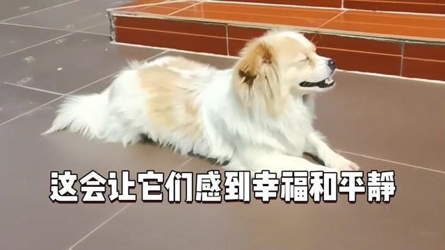 与小狗多说话也会让我们身体更健康——真严法师