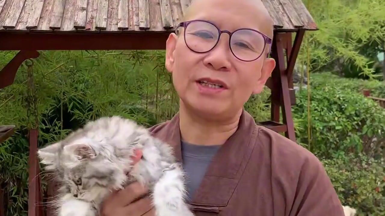 宠物问答-什么样的猫长寿呢？——真严法师