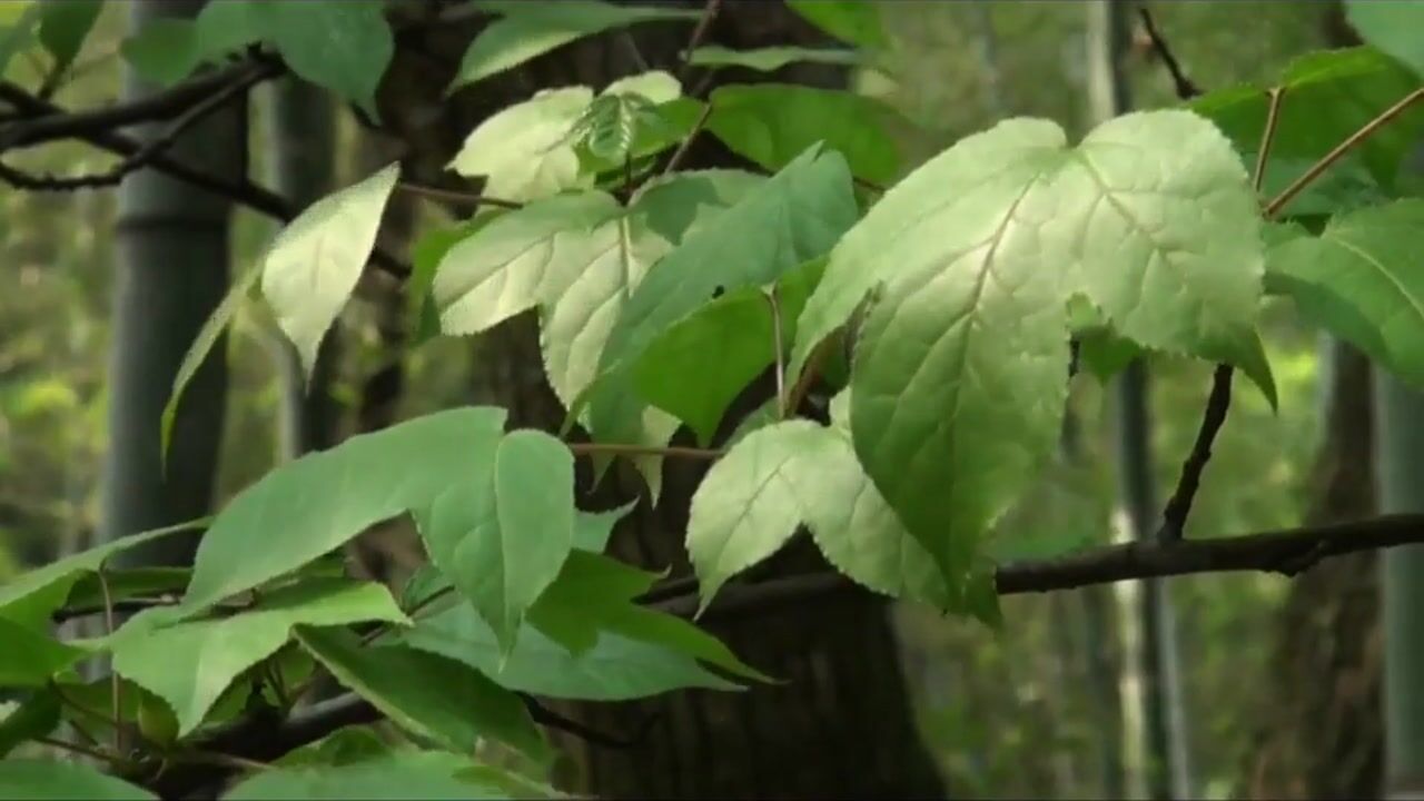 問：如何將自己的功德回向給遇難眾生？-大安法師 (1)