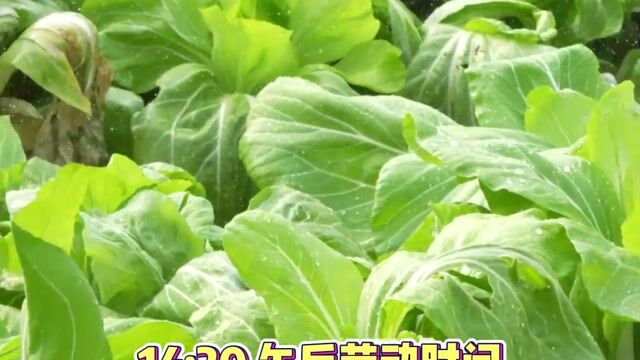 真严法师一天的日常